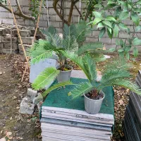 سیکاس