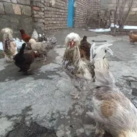 مرغ و خروس سلطان