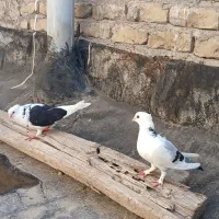 کفتر|پرنده|مشهد, سید رضی|دیوار