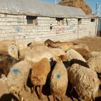 گوسفند جوان|حیوانات مزرعه|اردبیل, |دیوار