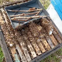 فروش زنبور نه قاب و ده قاب