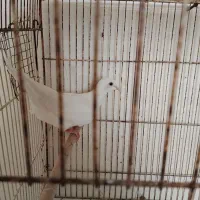جفت کبوترخانگی مولد