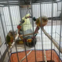 یک جفت گرینچیک نروماده رام دستی نزدیکه  تخم بزارن