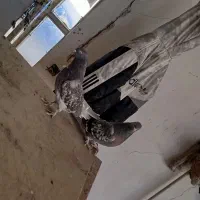 تیدی کله ای ترونی دمگیر اصفهانی