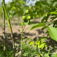 ارائه نهال گردو‌جمال پیوندی یکساله و دوساله