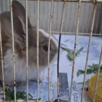 خرگوش دوماهه