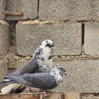 کفتر قاره جفت