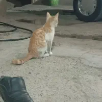 پیشی خونگی خوش رنگ اهلی