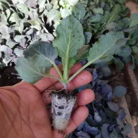 نشا جدید رسید|خدمات باغبانی و درختکاری|رامشیر, |دیوار