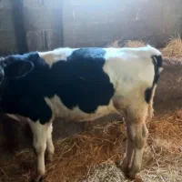 گاو و گوساله نر دورگ|حیوانات مزرعه|رشت, یخسازی|دیوار