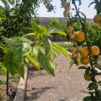 باغچه ۳۰۰ متری