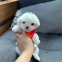 توله پامرانین خرسی|سگ|شیراز, شاپورجان|دیوار