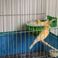 به دلیل مهاجرت میفروشم فروش فوری