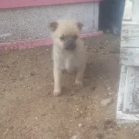 پاکوتاه ماده