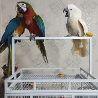 معاوضه و خ ر ی د ا ر کاسکو شاه طوطی ملنگو کاکادو