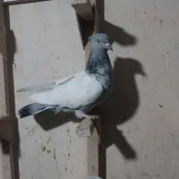 سینه سبز ماده