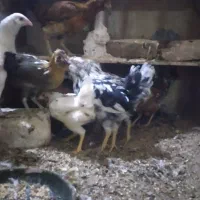 جوجه مرغ گلین کوچ شو قوب دار ریشو|حیوانات مزرعه|قم, نوبهار|دیوار