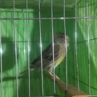 قناری ماده ابلق اماده جوان|پرنده|میاندوآب, |دیوار