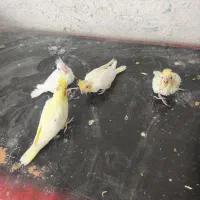 جوجه عروس سرلاکی