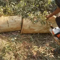 خرید درخت اکالیپتوس با مورد