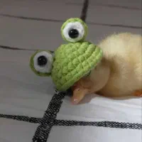 دو عدد غاز یکی قو غاز یکی دورگه