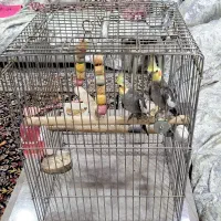 پرنده عروس هلندی