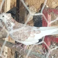 کفتر|پرنده|قم, هفت تیر|دیوار