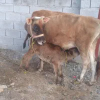 گاو گوساله بمی شیری|حیوانات مزرعه|بندرعباس, |دیوار