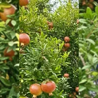 اجاره باغ انار|خوردنی و آشامیدنی|شیراز, شهرک گلها|دیوار