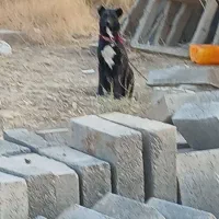 سگ ماده|سگ|قزوین, |دیوار