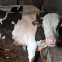 گوساله نر گوشتی