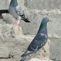 کبوتر فروشی