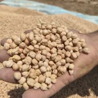 نخود درجه یک