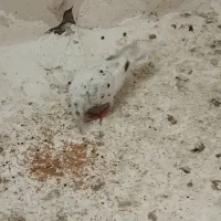 کبوتر سار