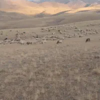 بز شیری 4 اس