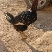 خروس|حیوانات مزرعه|ماکو, |دیوار