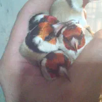 سره وسره قناری که دنبالش میگردی