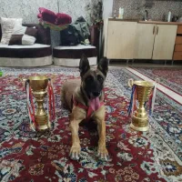 سگ مالینویز فول آموزش