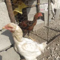یک جفت مرغ و خروس لاری