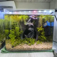 آکواریوم پلنت نانو