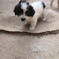 واگذاری سگ شیدذو نر وماده