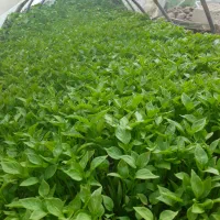 انواع  نشا گوجه فلفل بادمجان فلفل دلمه در دینور