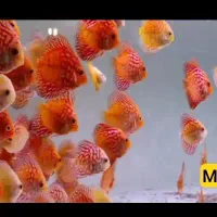دیسکس ۲/۵ اینچ فروش عمده