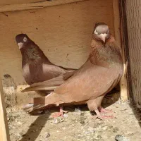 کفتر پرنده.سرخ کاکلی قاره شازده زاغ سرور