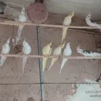 فروش تعدادی عروس هلندی آلبنو و لوتینو