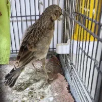 سهره خاکی ۲ساله کلام گو معاوضه با سهره|پرنده|قم, دروازه ری|دیوار