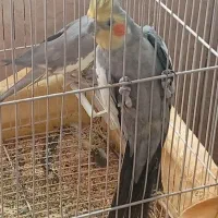 عروس هلندی