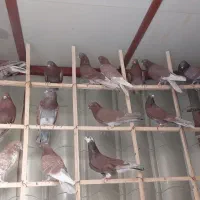 سرخ ناب گروی