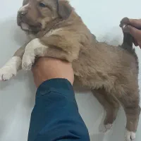 واگذاری سگ قدرجونی نگهبان گله