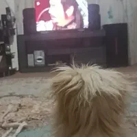 واگزاری توله شیتزوتریل۵ ماهه|سگ|قم, آذر (نکویی)|دیوار